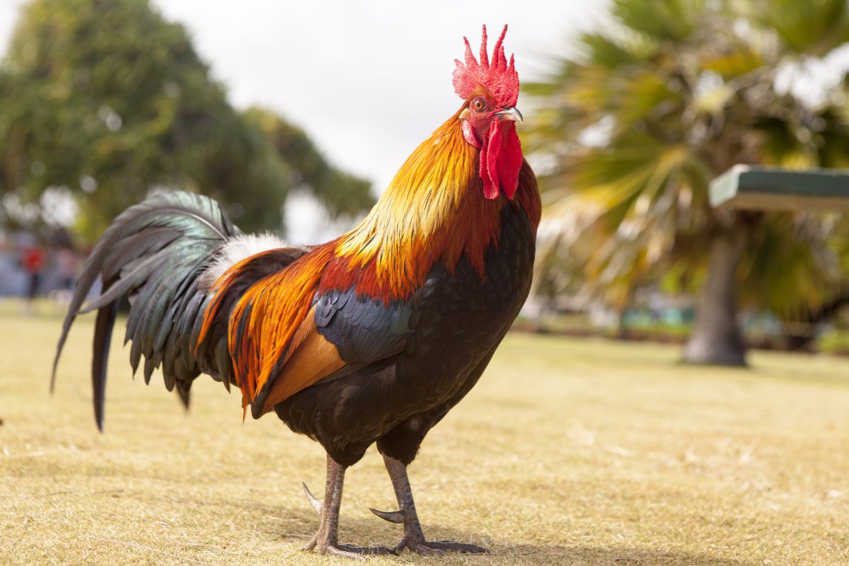 A big beautiful rooster in a backyard.
