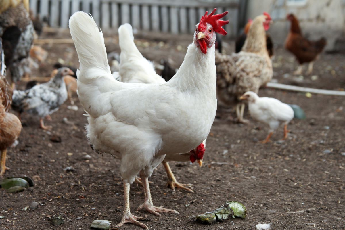 A white Cornish chicken in a backyard.