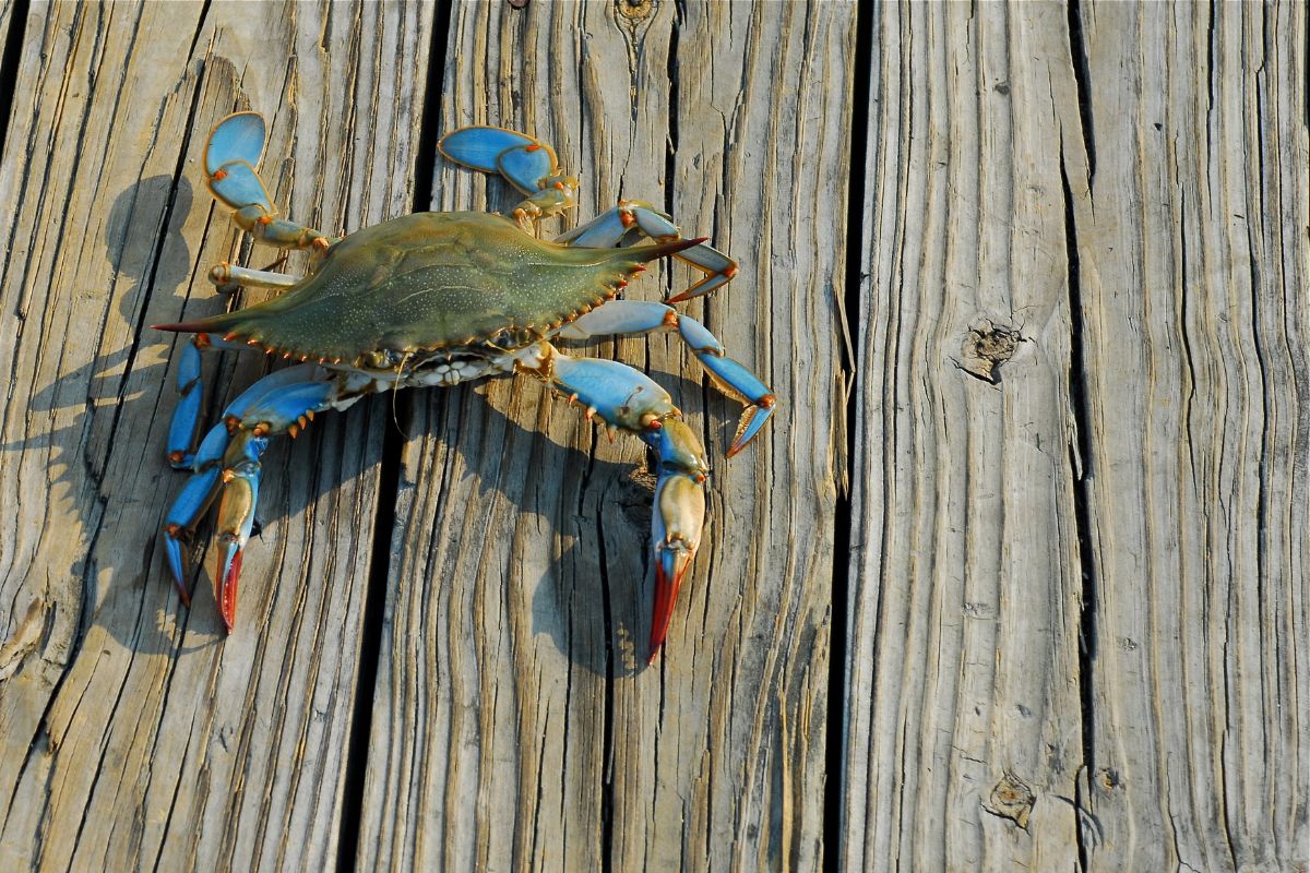 A cute crab on a wooden pier.