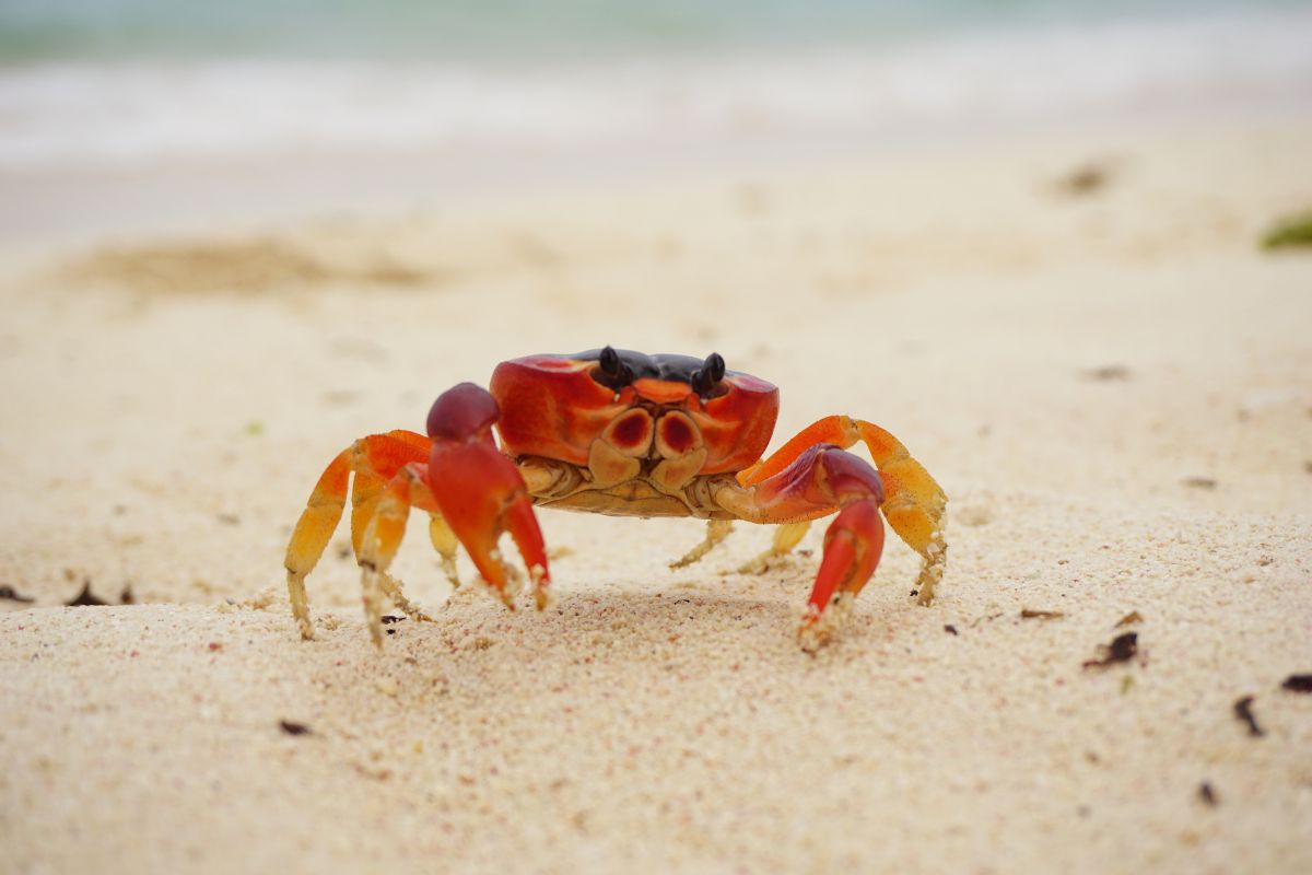 A cute crab on a beach.
