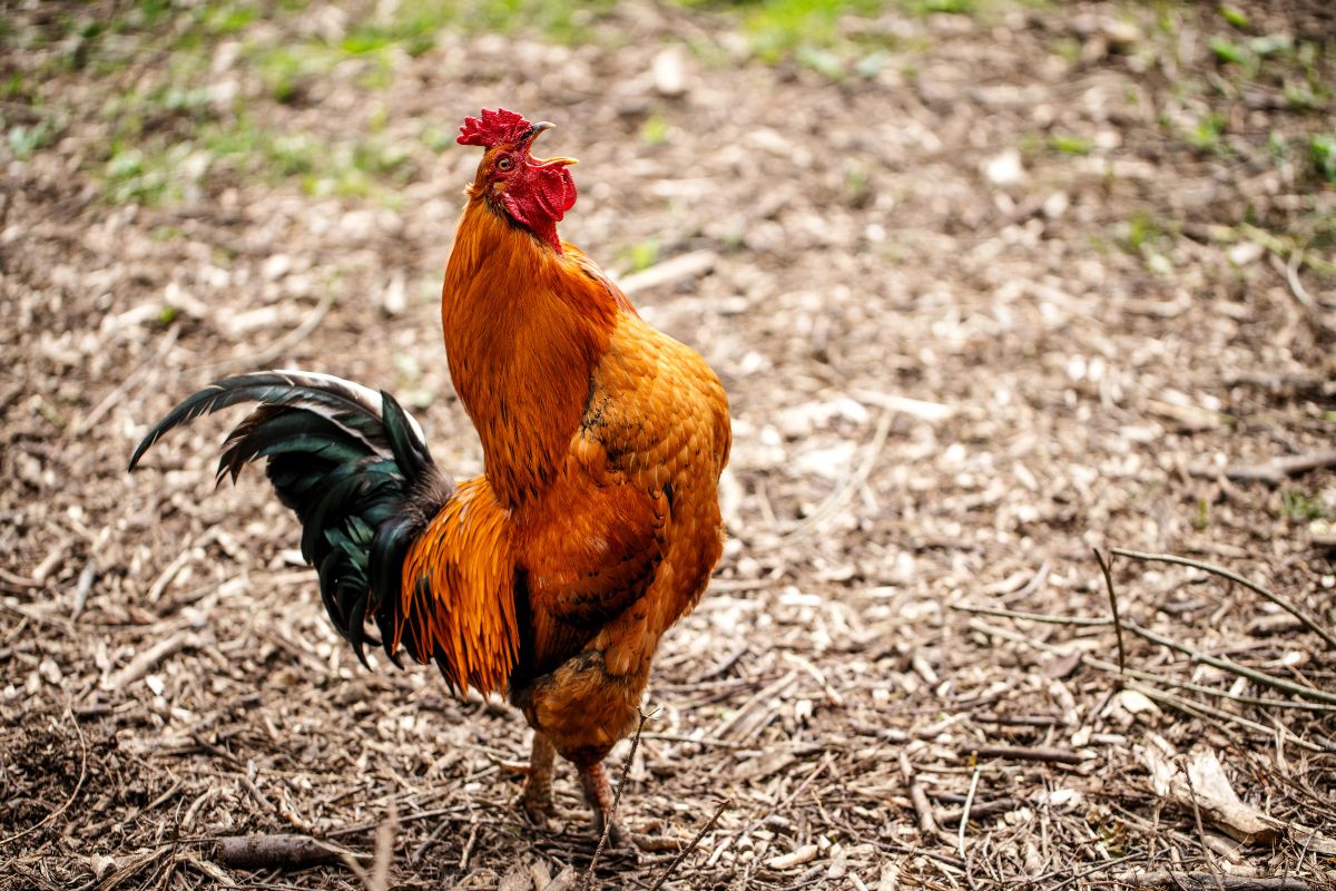 A crowing rooster in a backyard.