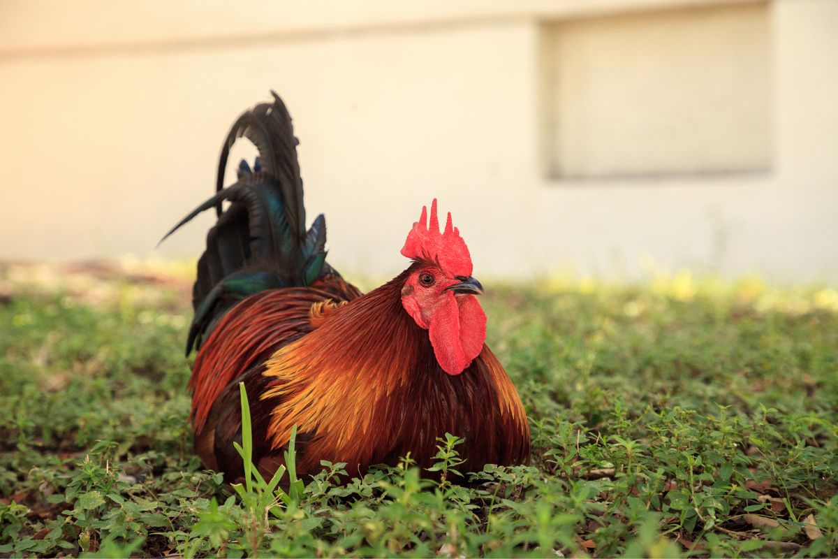 A Cubalayas rooster resting in a backyard.