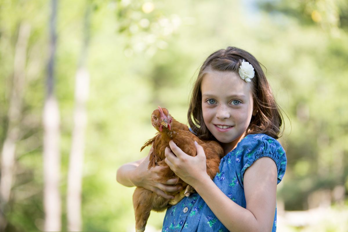 A young girl holding a brown chicken.