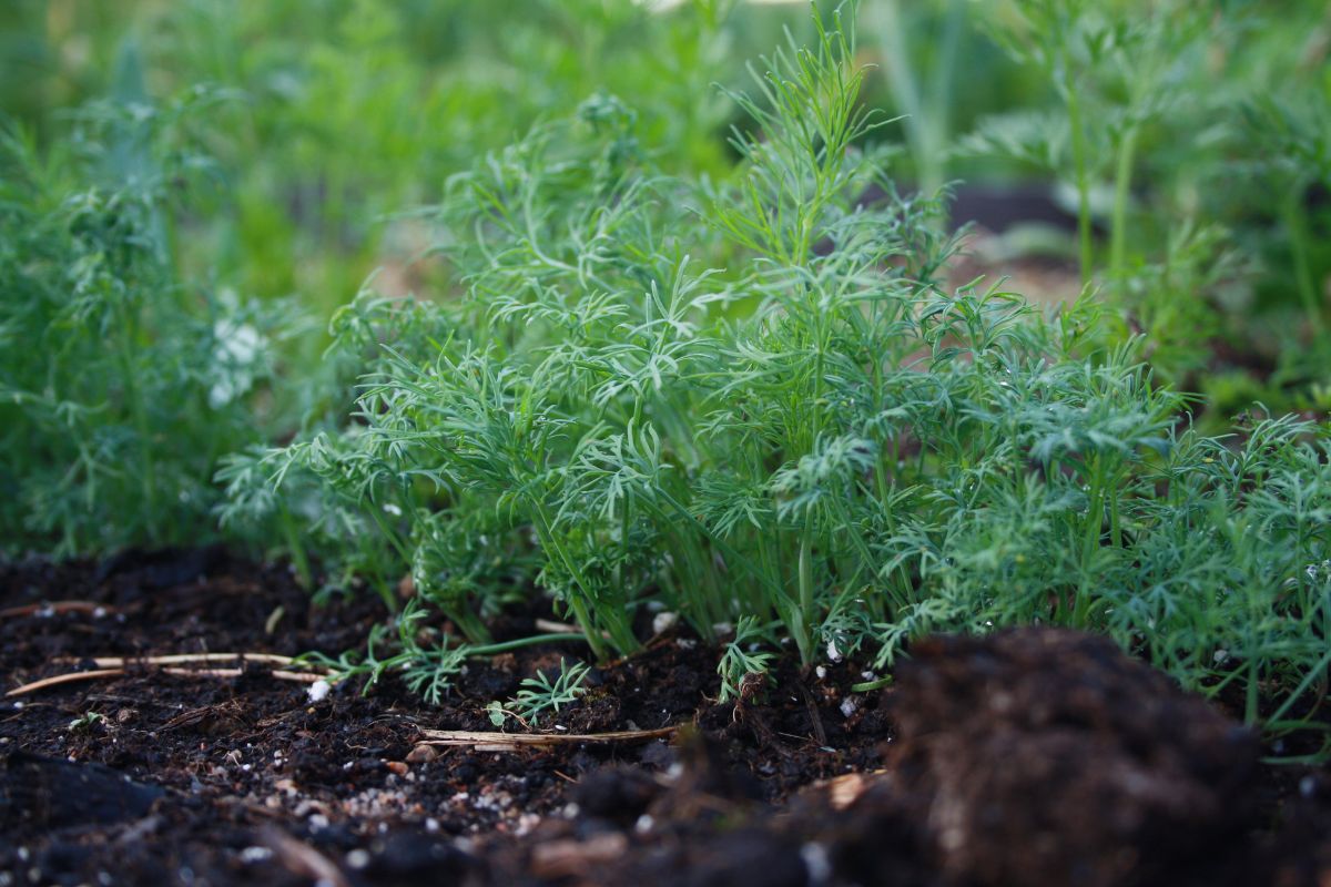 Organic dill growing in soil.