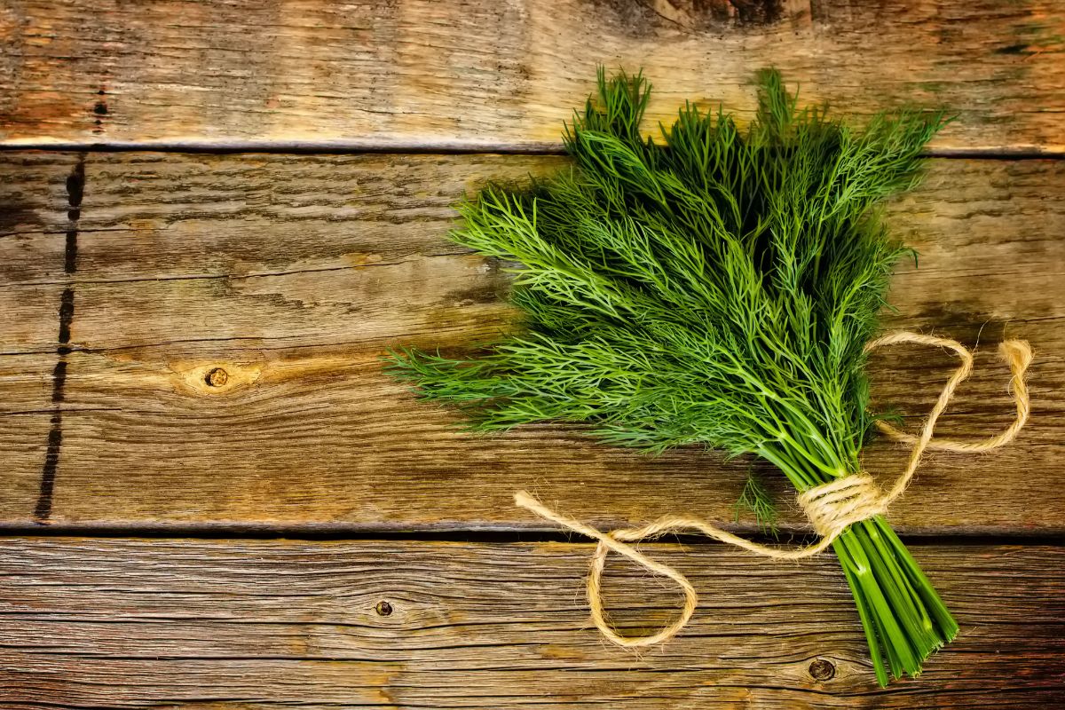 A pack of dill on a wooden table.