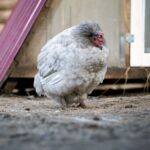 A sad-looking gray chicken in a backyard.