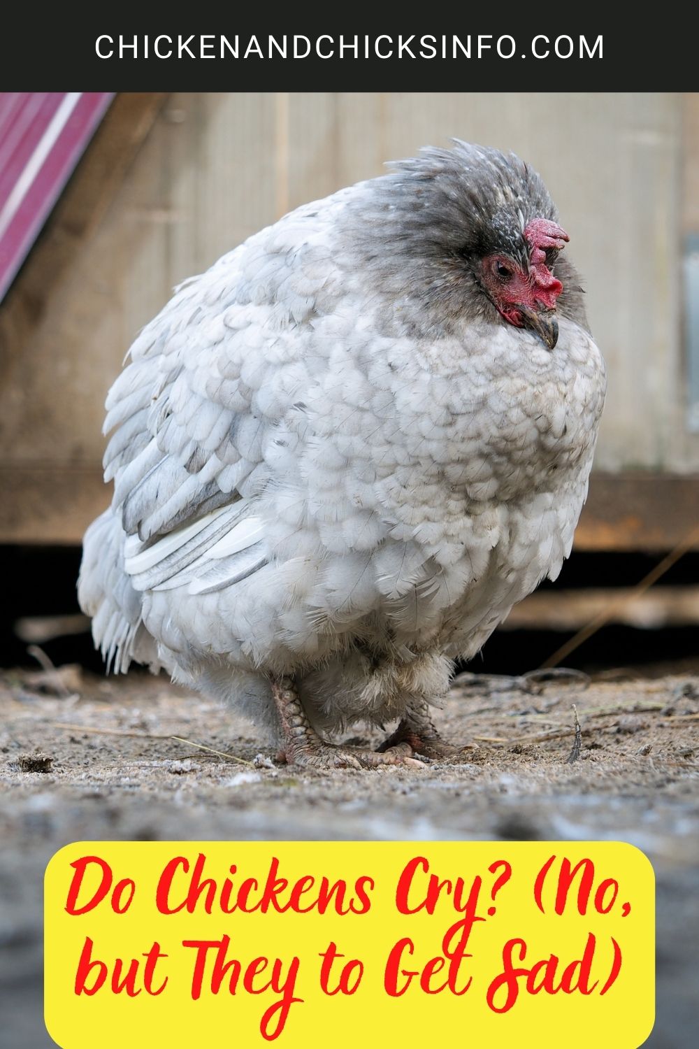 Do Chickens Cry? (No, but They to Get Sad) poster.
