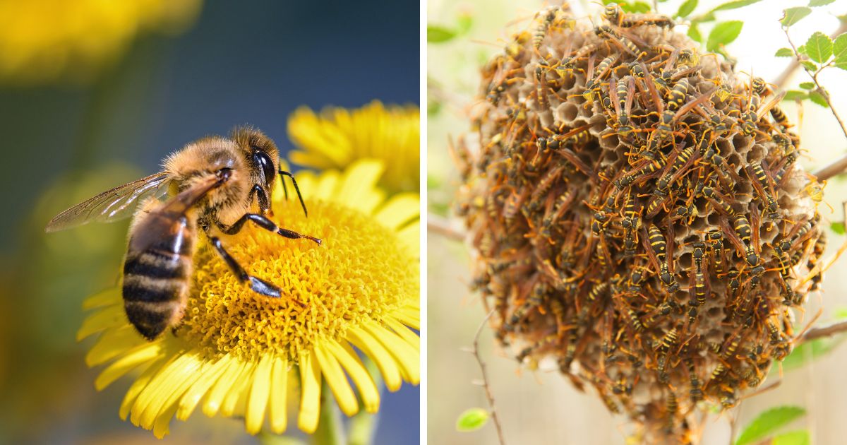 Do Chickens Eat Bees? (Yes, but Here's Why They Shouldn't) Chicken