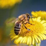 A close-up of a bee on a yellow flower.