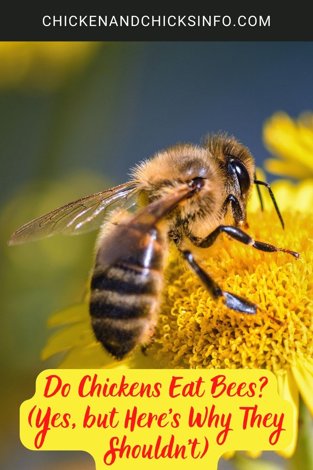 Do Chickens Eat Bees? (Yes, but Here's Why They Shouldn't) poster.
