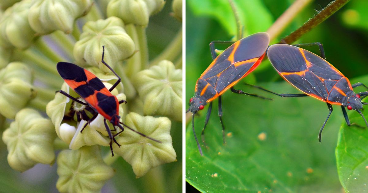 Do Chickens Eat Boxelder Bugs? (Safe, Tasty Snacks for Chooks