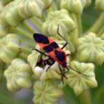 A boxelder bug on a bud,