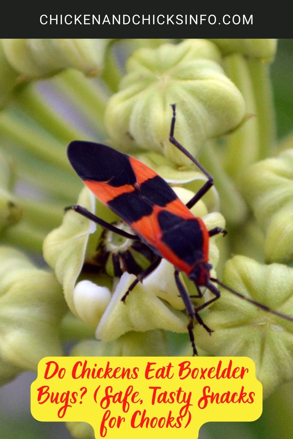 Do Chickens Eat Boxelder Bugs? (Safe, Tasty Snacks for Chooks) poster.
