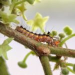 A spikey caterpilalr on a plant stem.