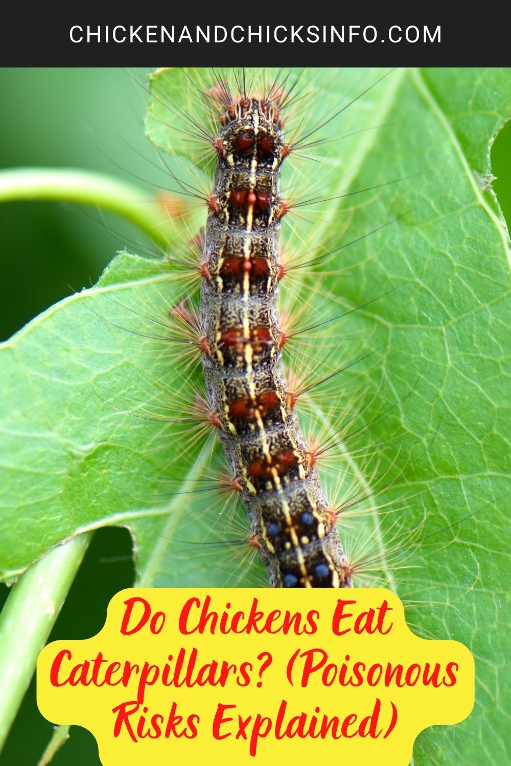 Do Chickens Eat Caterpillars? (Poisonous Risks Explained) poster.
