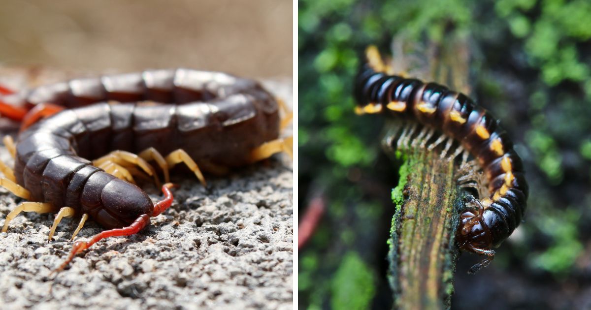 Do Chickens Eat Centipedes? (More Legs the Better!) Chicken & Chicks Info