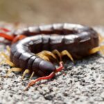 A brown centipede on a rock.