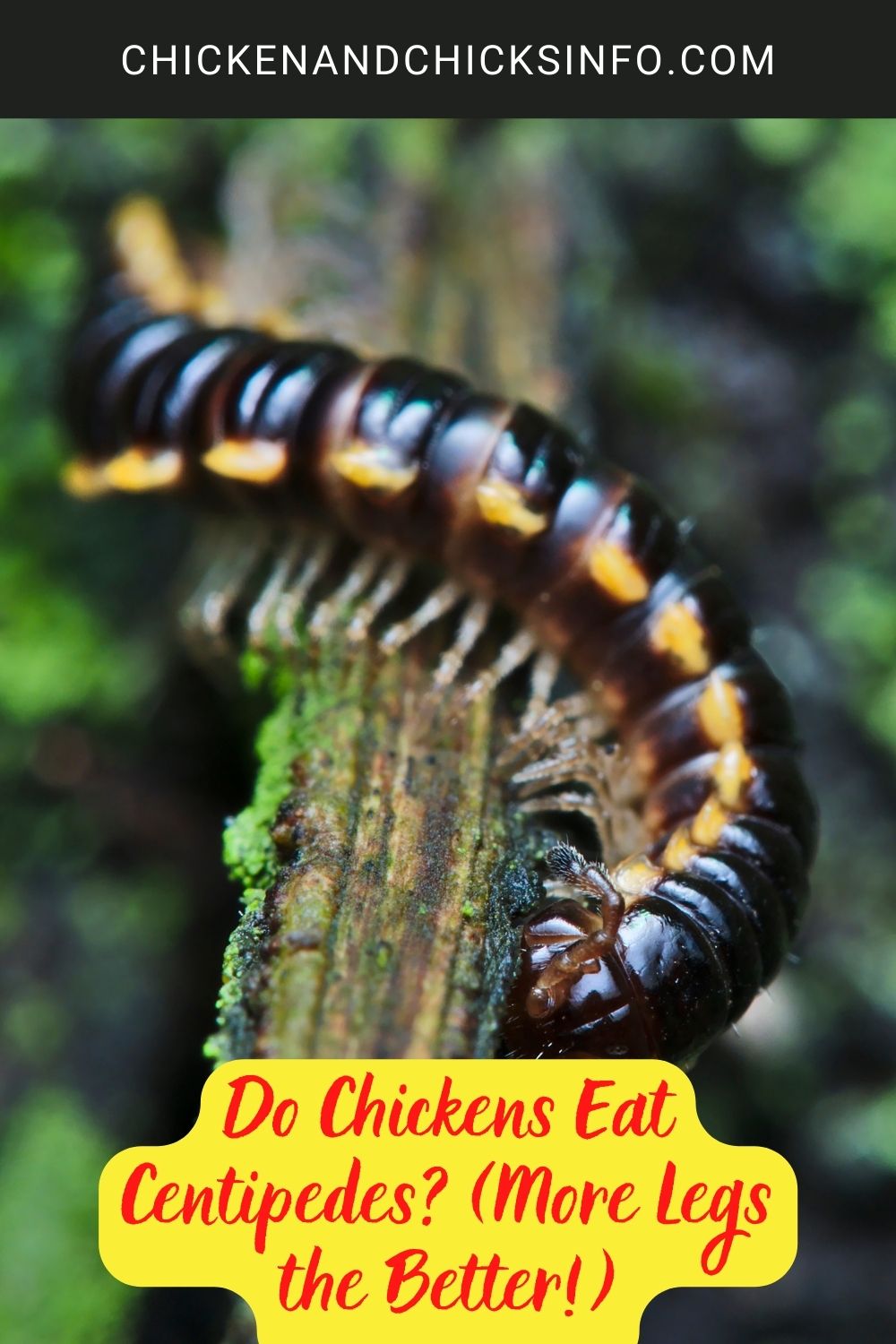 Do Chickens Eat Centipedes? (More Legs the Better!) poster.

