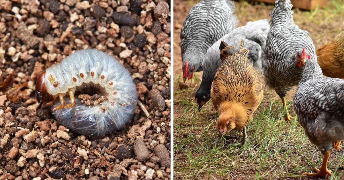 Do Chickens Eat Grubs? (Yep, Good Pest Control) Chicken & Chicks Info