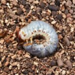 A white grub worm on rocky soil.