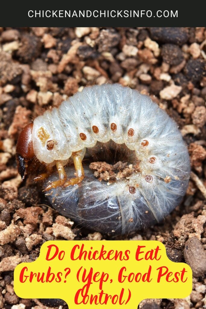 Do Chickens Eat Grubs? (Yep, Good Pest Control) - Chicken & Chicks Info