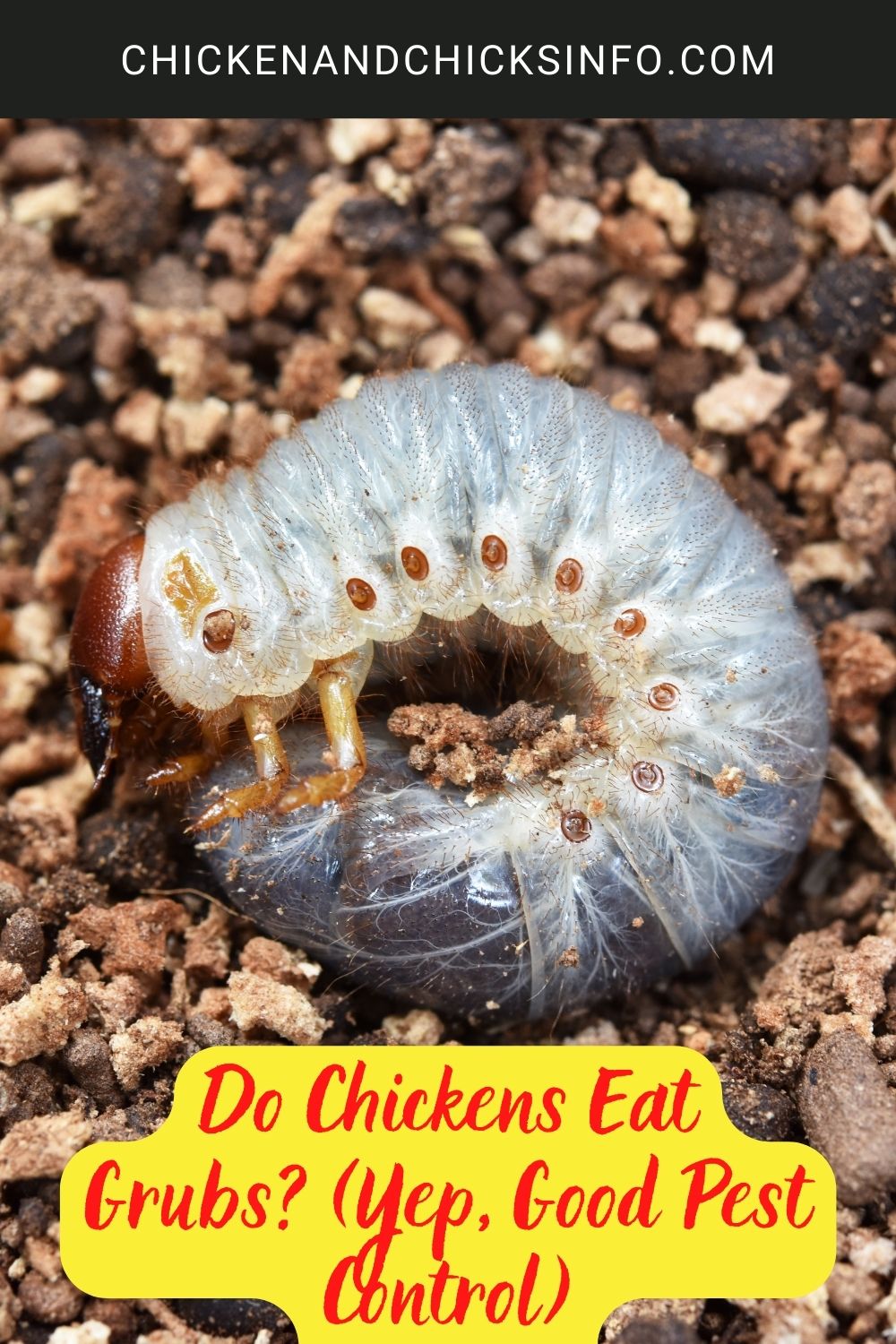 Do Chickens Eat Grubs? (Yep, Good Pest Control) poster.
