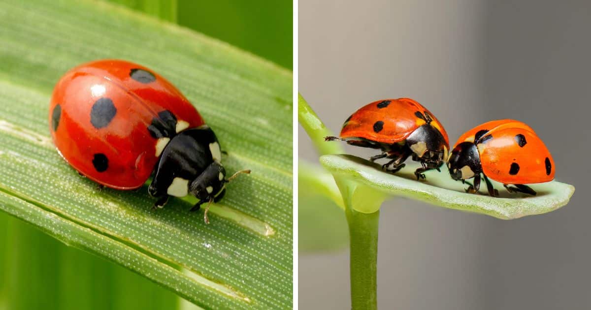 Do Chickens Eat Ladybugs? + Other Bugs and Insects Chicken & Chicks Info