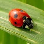 A ladybug on a green leaf.