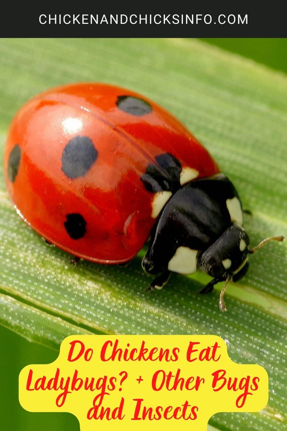 Do Chickens Eat Ladybugs? + Other Bugs and Insects poster.
