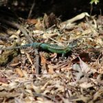 A small green lizard in a backyard.