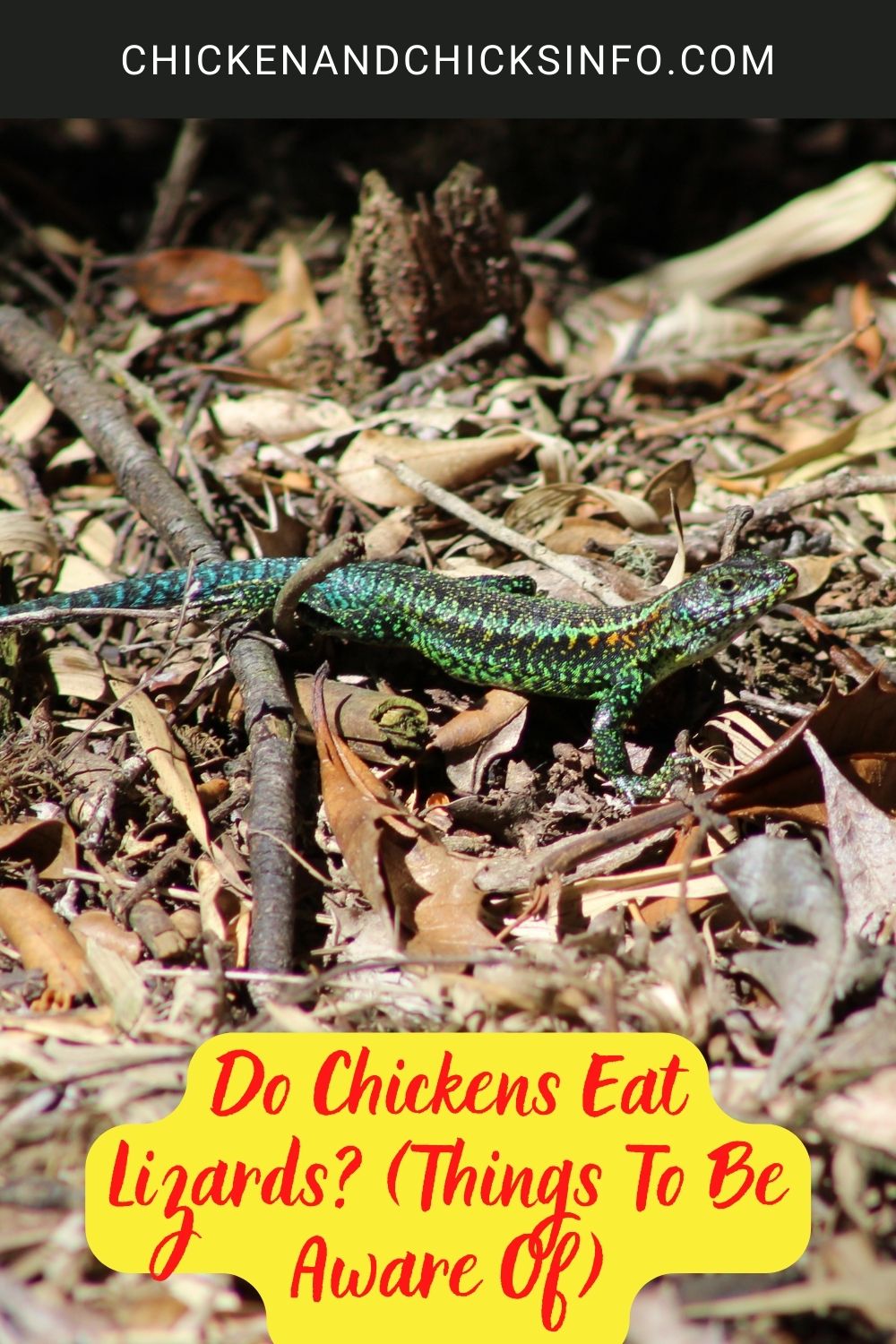 Do Chickens Eat Lizards? (Things To Be Aware Of) poster.
