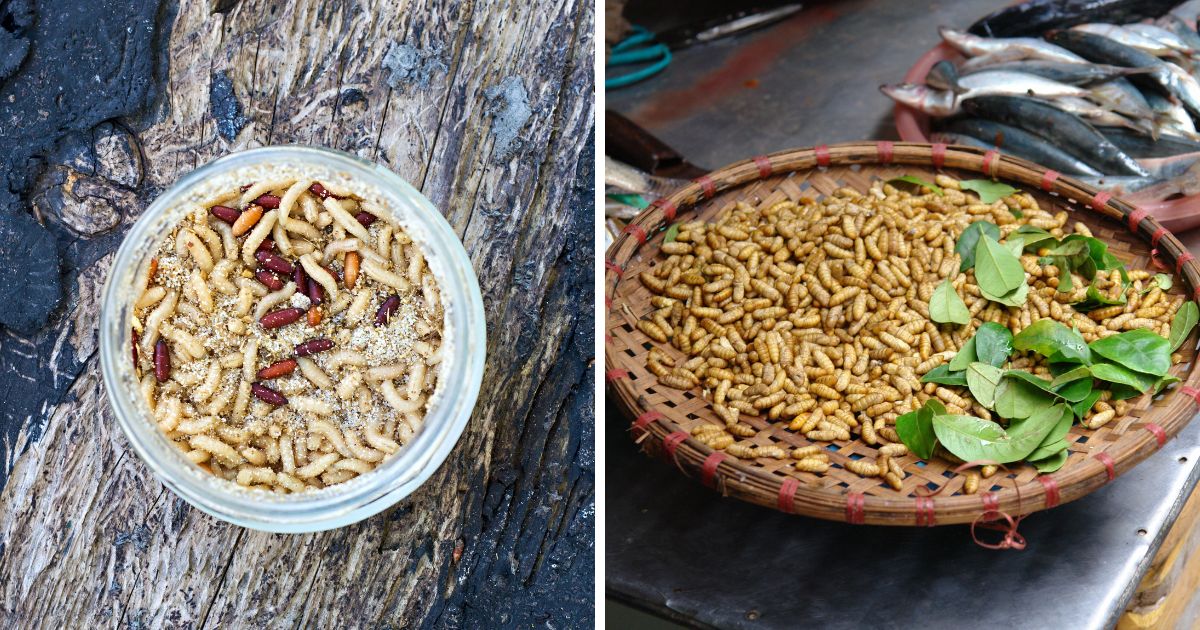Do Chickens Eat Maggots? (Gross but Incredibly Nutritious) Chicken & Chicks Info