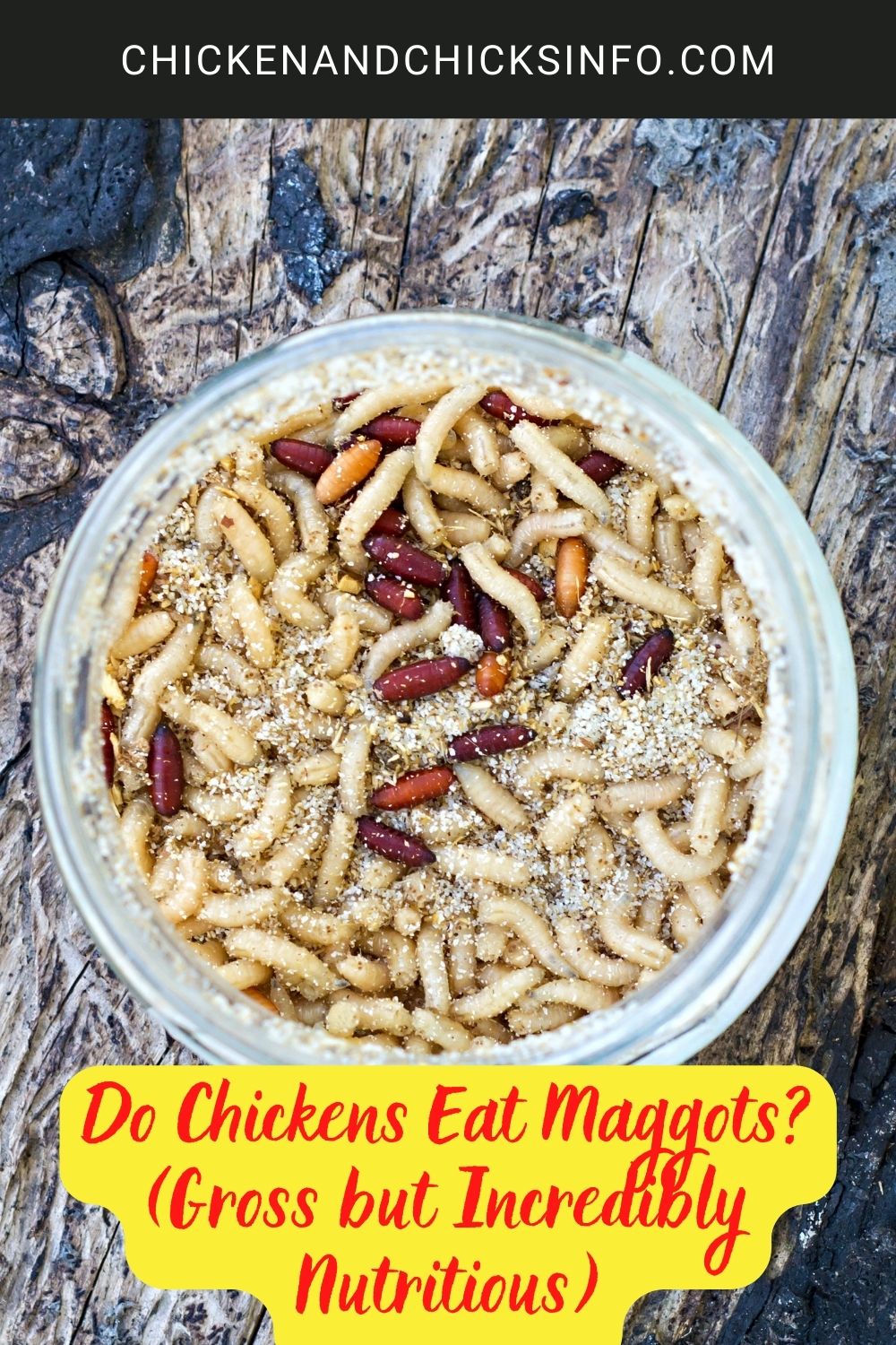 Do Chickens Eat Maggots? (Gross but Incredibly Nutritious) poster.
