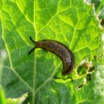 A brown slug on a green leaf on a sunny day.