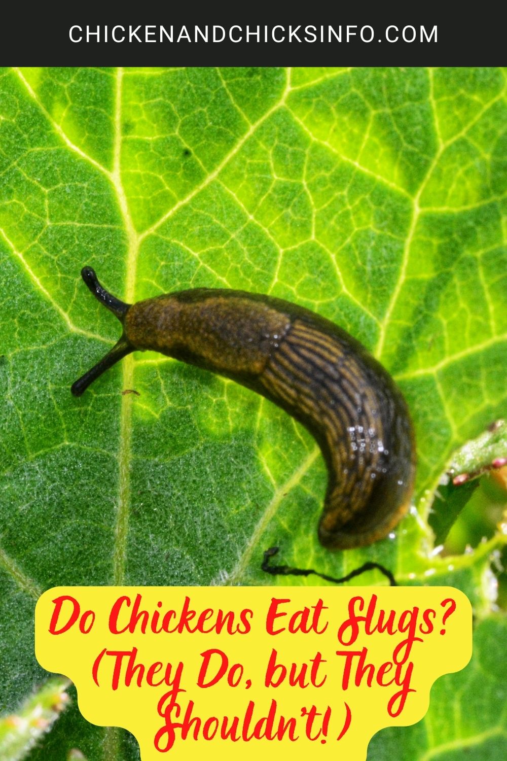 Do Chickens Eat Slugs? (They Do, but They Shouldn't!) poster.
