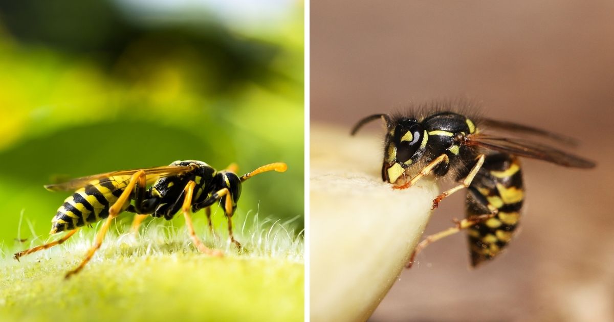 Do Chickens Eat Wasps? (Yes, Snacks on Wings) Chicken & Chicks Info
