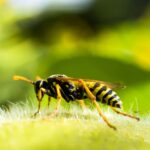 A close-up of a wasp on a plant.