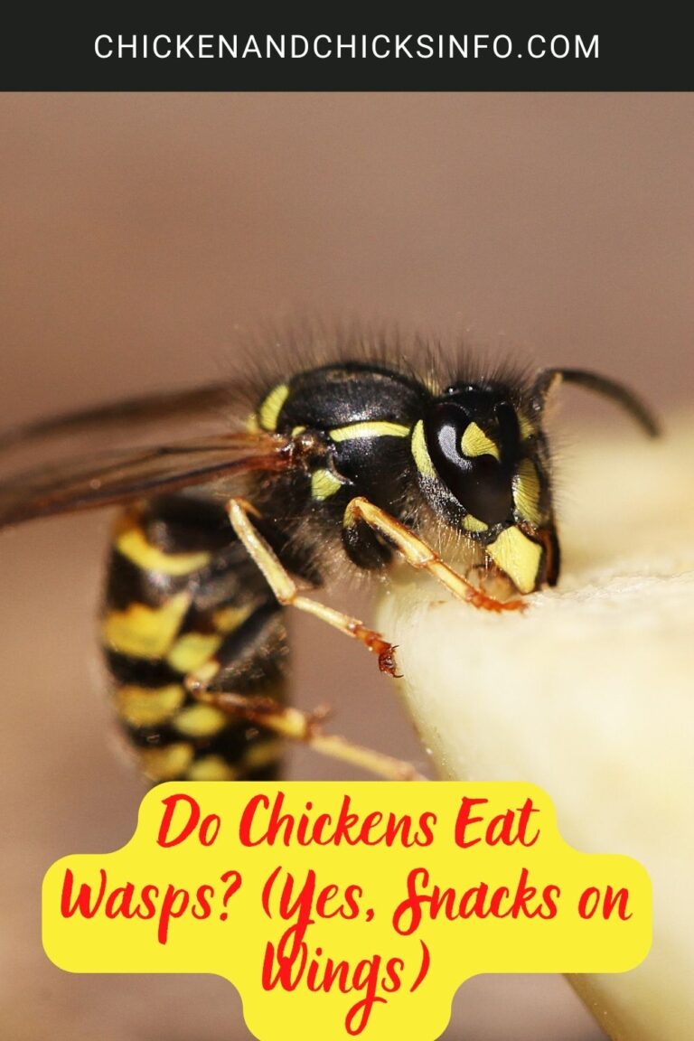 Do Chickens Eat Wasps? (Yes, Snacks on Wings) Chicken & Chicks Info