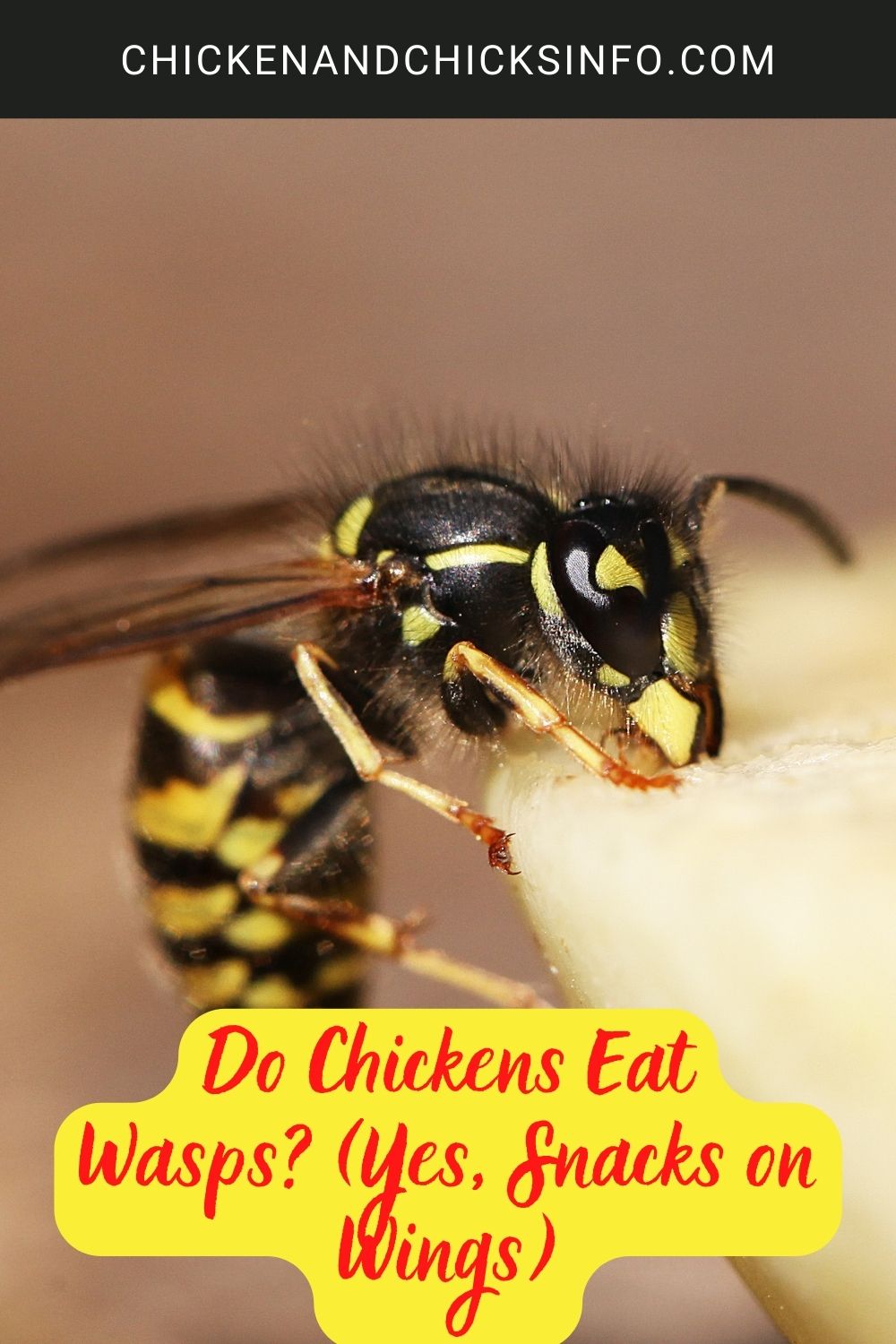 Do Chickens Eat Wasps? (Yes, Snacks on Wings) poster.
