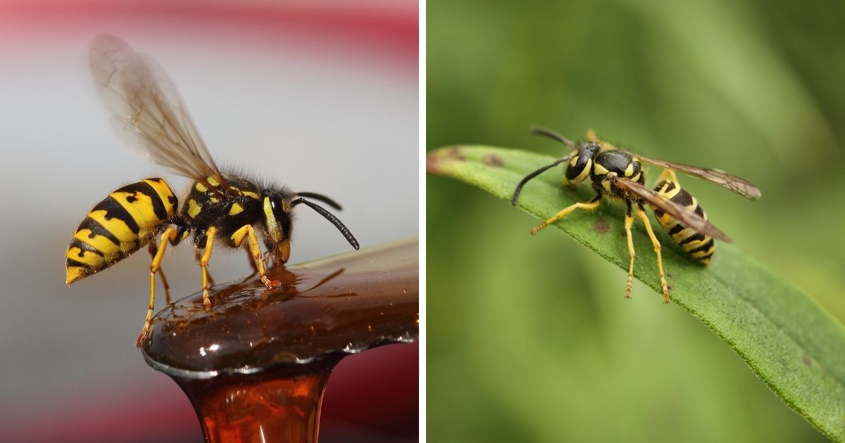 Do Chickens Eat Yellow Jackets? (Effective Pest Control) Chicken