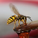 A yellow jacket on honey.