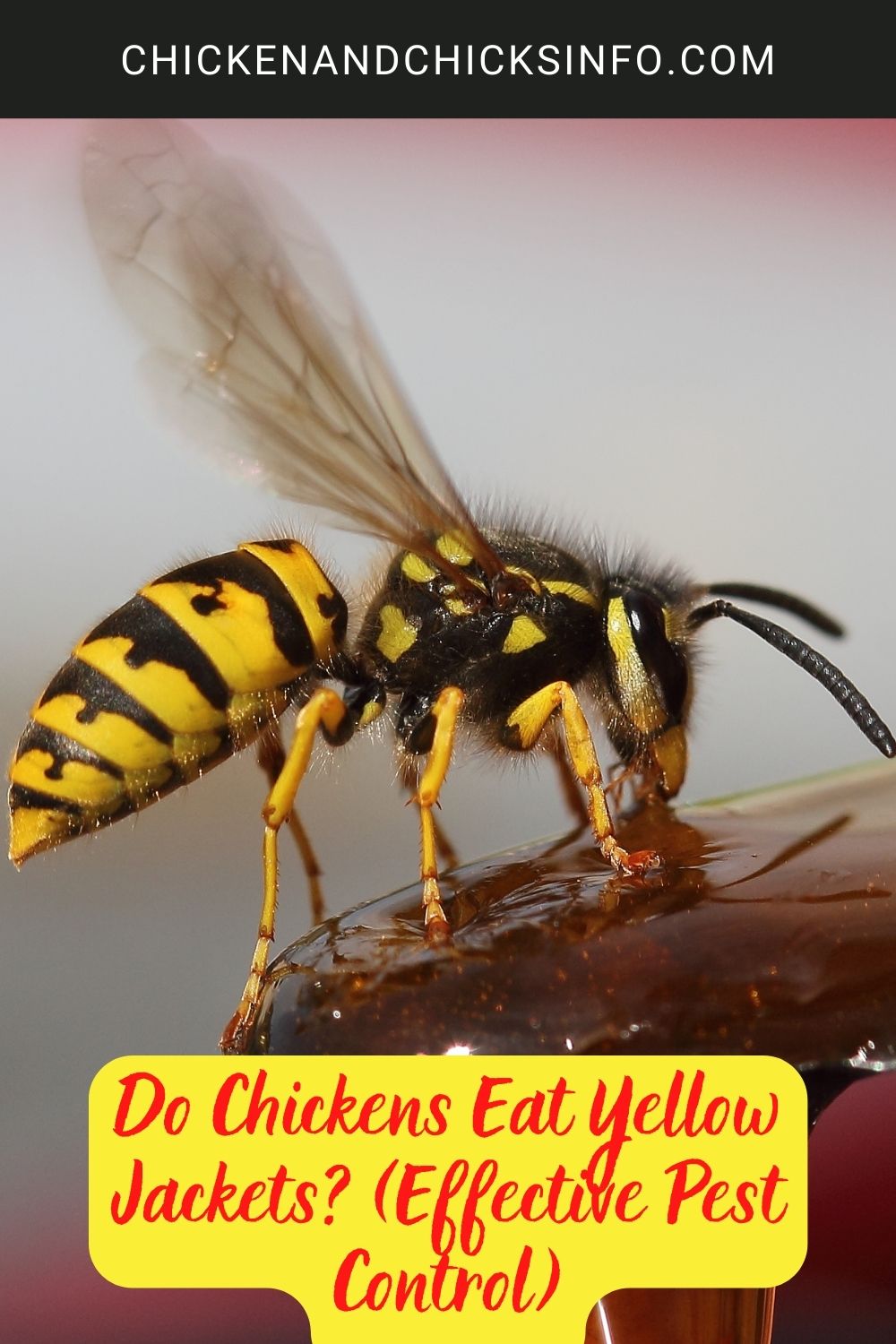 Do Chickens Eat Yellow Jackets? (Effective Pest Control) poster.
