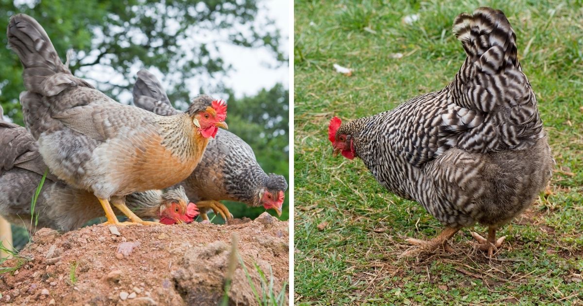 Do Chickens Have Ankles? (Pictures and Explanation) - Chicken & Chicks Info