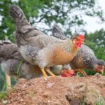 Three gray chickens foraging on a pile of soil.