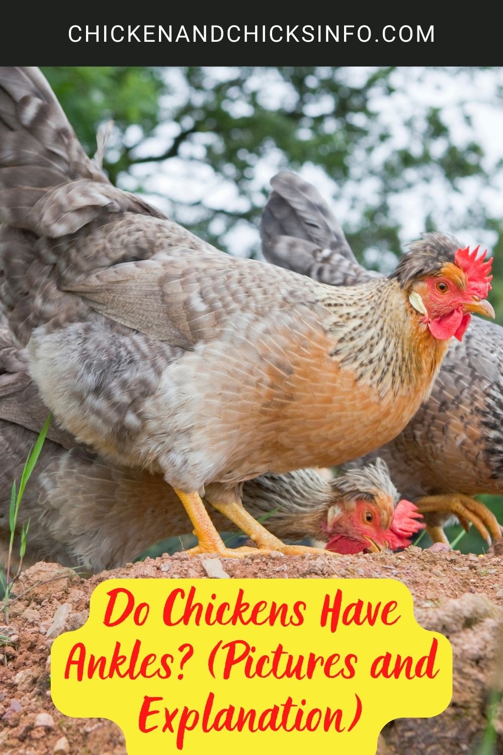 Do Chickens Have Ankles? (Pictures and Explanation) poster.
