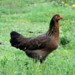 A brown chicken standing on a green meadow.