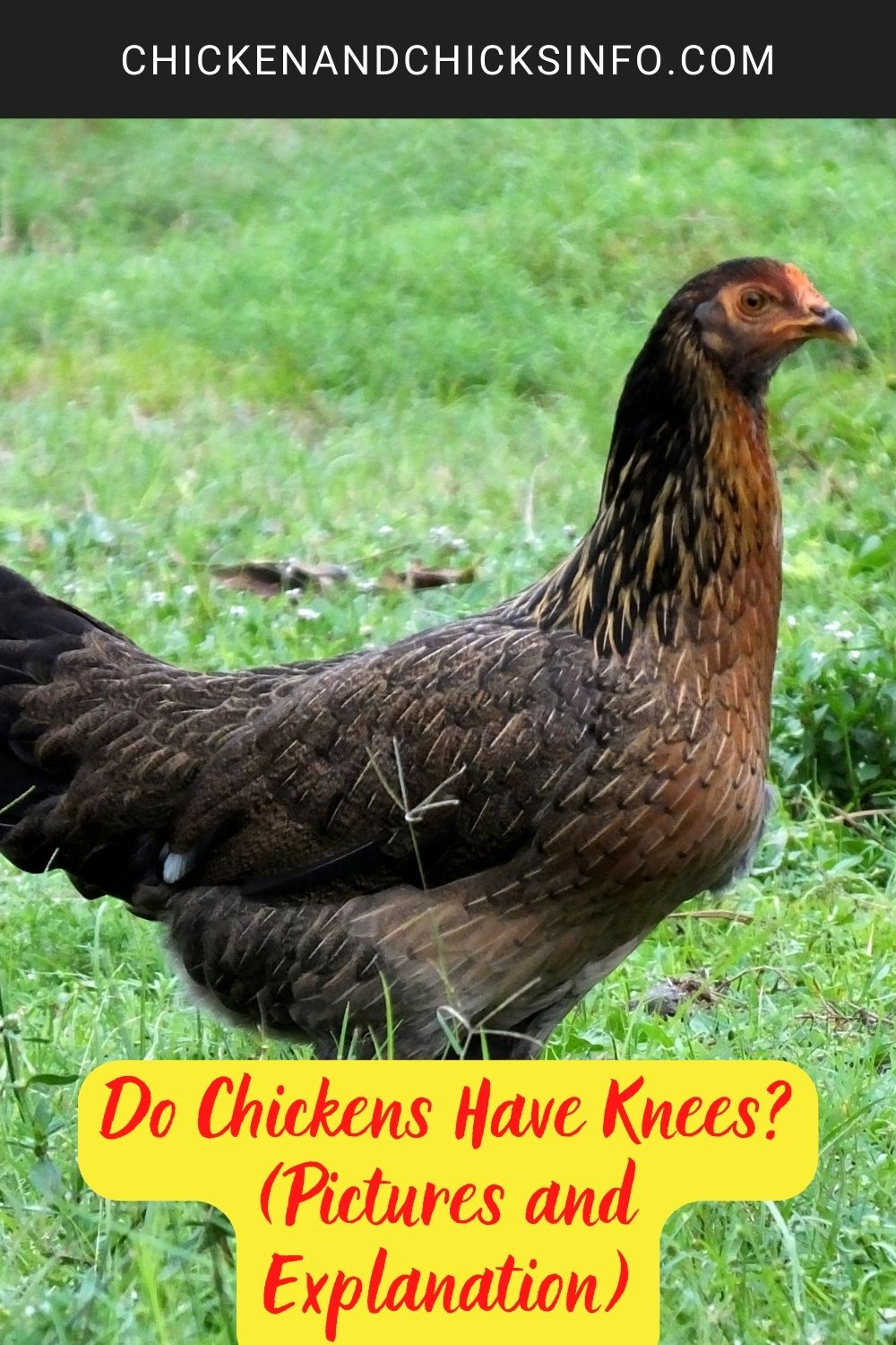 Do Chickens Have Knees? (Pictures and Explanation) poster.
