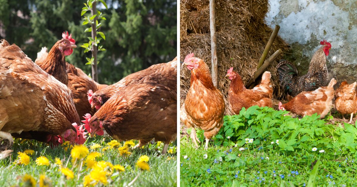 Do Chickens Have Periods? (No, Here's Why..) Chicken & Chicks Info
