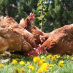 A bunch of brown chickens on a meadow with blooming dandelions.