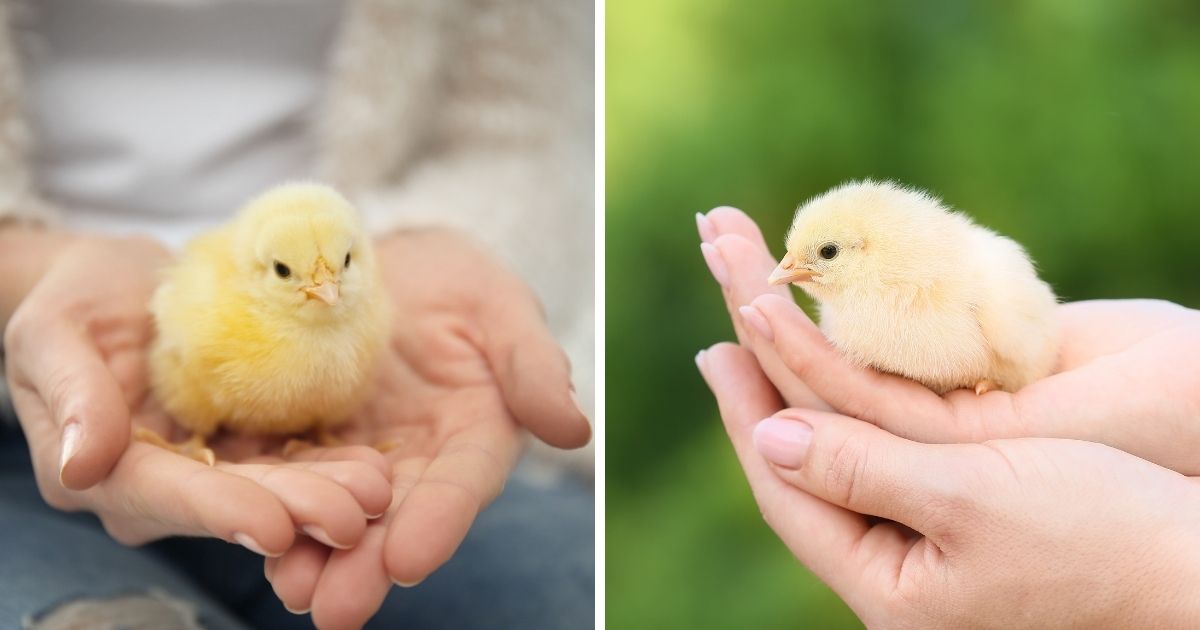Do Chickens Imprint on Humans? How Chicks/Owners Imprint Chicken